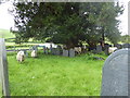 Grazing sheep in the graveyard