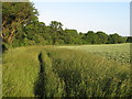 Footpath alongside wheat field boundary, Wakes Colne