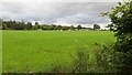 Grass and polytunnels