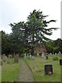 Cedar of Lebanon at St Deiniol