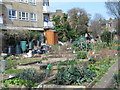 Allotments by the path between Green Lanes and Clissold Crescent, N16