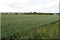 TL1454 : View across the wheat from the Old Bedford Road to the new by Philip Jeffrey