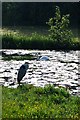 Grey Heron and Swans, Sankey Valley Park, Warrington