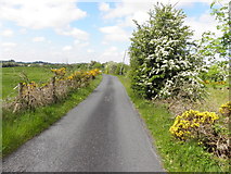H5475 : Hawthorn and whins, Cloghan Road by Kenneth  Allen