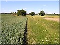 Bobbingworth: Footpath approaching Bilsdens from the south