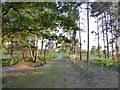 Track on Sutton Heath