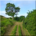 Oak beside a track