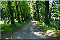 Avenue in Southern Cemetery