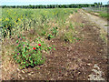 TM2173 : Poppies growing beside a farm track by Evelyn Simak