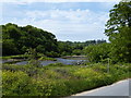 Wetlands at Maenporth