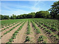 SJ5074 : Crops at Commonside Farm by Jeff Buck