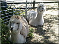 Pair of alpacas, Vauxhall City Farm