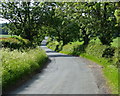 The tree lined Tackley Road