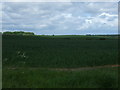 NZ3950 : Crop field near Seaton by JThomas