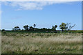 Moorland grazing off High Street