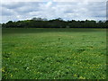 Grazing north of Black Boy Road