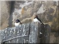 NU1813 : Swallows nesting above the inner doors of the gatehouse, Alnwick Castle by Derek Voller