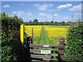 Footpath through a field of buttercups