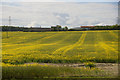 Oilseed rape at Drums of Ardgathie, Carse of Gowrie