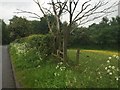 Public footpath off Scot Hay Road