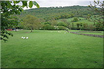 SK2477 : Sheep in the Derwent valley by Bill Boaden