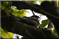 HP6209 : European Nightjar (Caprimulgus europeaus), Halligarth, Baltasound by Mike Pennington