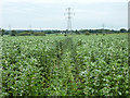 Footpath through a field of beans