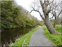 NZ1759 : Riverside path and the River Derwent,  Gibside estate by Derek Voller