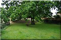 Oak tree and footpath, Charlton Kings, Cheltenham, Glos