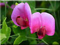 Everlasting Sweet Pea, 1