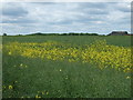 Oilseed rape crop towards Toft Grange