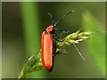 Black-headed Cardinal Beetle