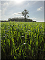 The Sun Shining through a Young Barley Crop