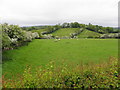 Sheep in a field, Knocknahorn