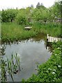 Selborne - A pond at The Wakes