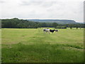 Farm track towards Mitton Wood