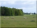 NU0225 : Sheep in pasture beside North Plantation by Russel Wills