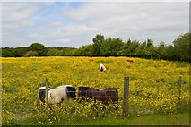 SJ8148 : Alsagers Bank: Shetland ponies in buttercup field by Jonathan Hutchins