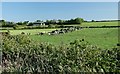 W6263 : Cattle enjoying newly cut grass by Hywel Williams