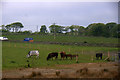 Cattle in a field, Mill of Kingaussie, Portlethen