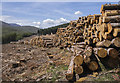 J3431 : Felled trees, Tollymore Forest Park by Mr Don't Waste Money Buying Geograph Images On eBay