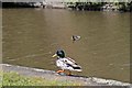 Mallard drakes, Appley Bridge