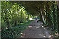 A cool path near South Petherton