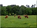 NZ1457 : Highland cattle at Linzford by Robert Graham