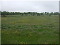 Grassland near Mount Pleasant Farm