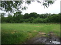 Grazing towards the Fox Field Railway