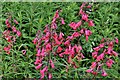 Birchington: Quex House and Gardens: Red Penstemons in the rose garden