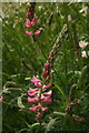 Member of the vetch family by footpath to Weybourne Hall