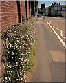 Mexican Fleabane, Collaton St Mary