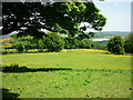 Tagg Wood from Cross Lane